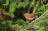 European Robin